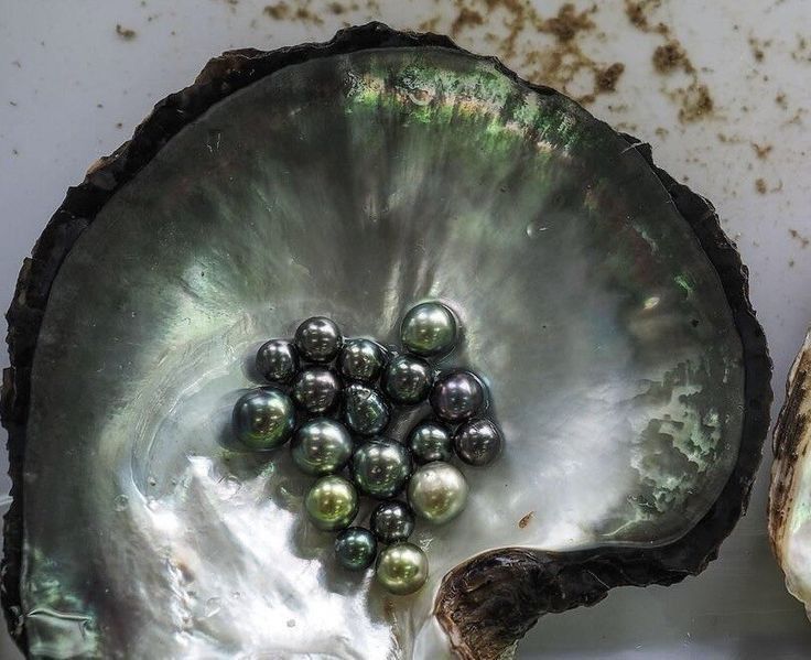 Tahitian pearls resting in a mother-of-pearl shell