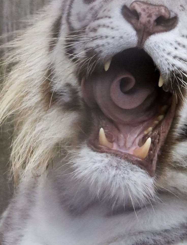 Close-up of a white tiger mid-roar